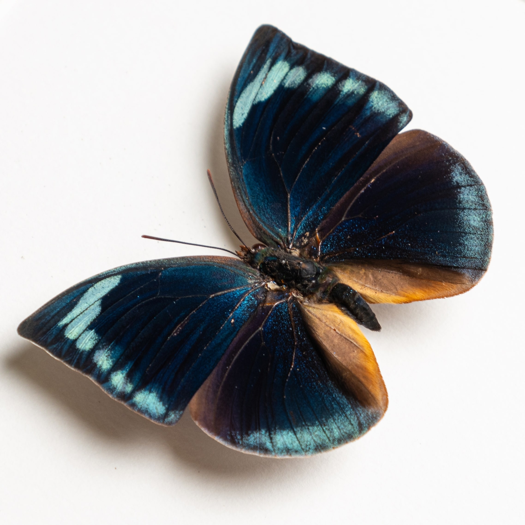 Blue Round Wing Butterfly In Box Frame (Anaea polyxo)