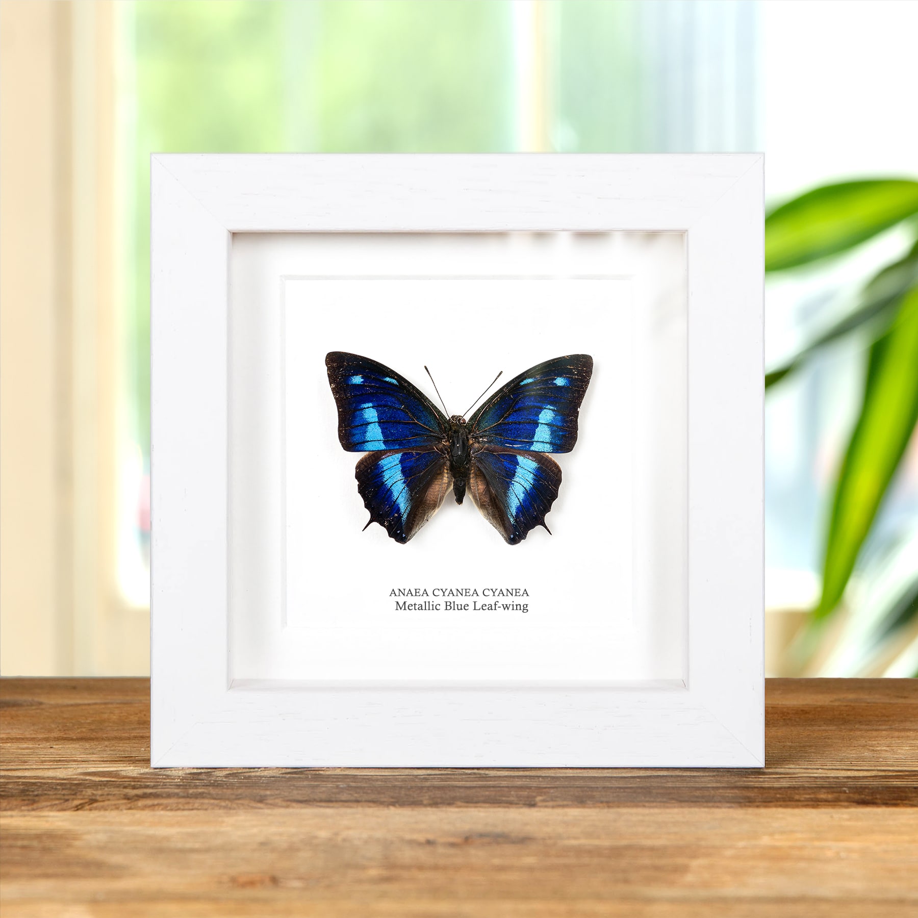 Metallic Blue Leaf-wing Butterfly In Box Frame (Anaea cyanea cyanea)