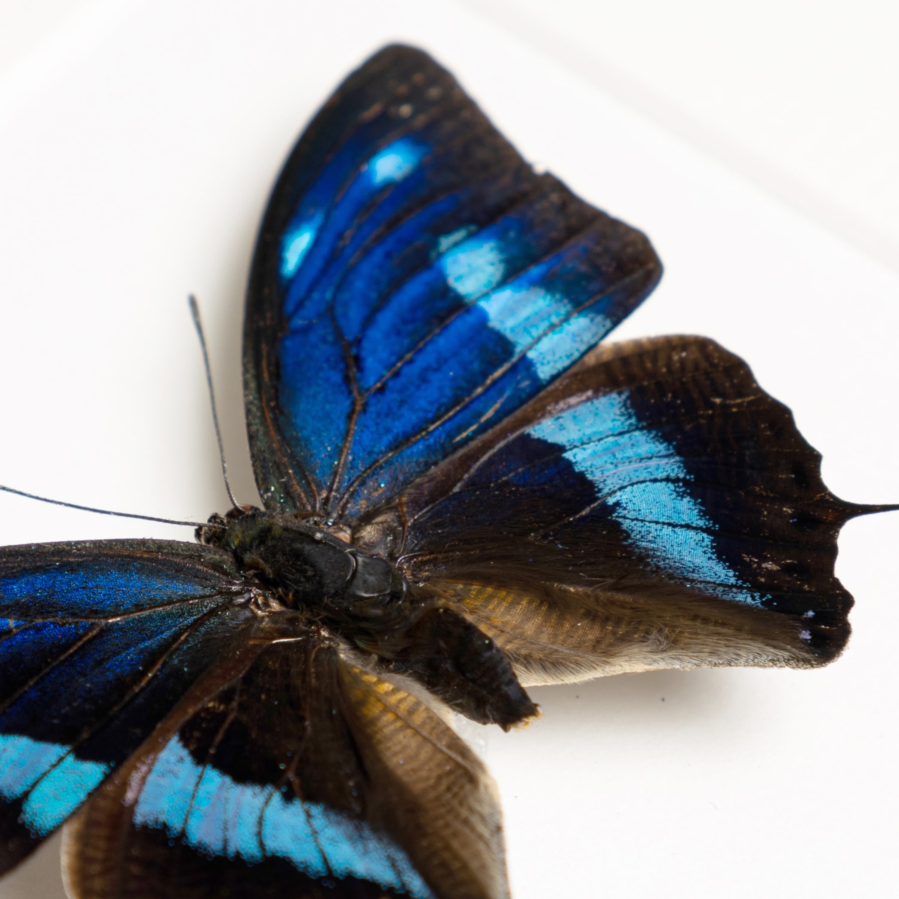 Metallic Blue Leaf-wing Butterfly In Box Frame (Anaea cyanea cyanea)