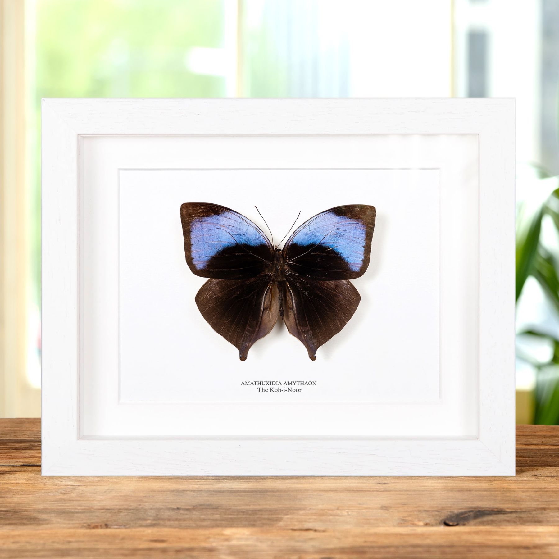 The Koh-i-Noor Butterfly In Box Frame (Amathuxidia amythaon)