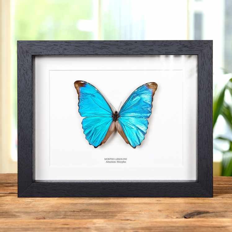 Absoloni Morpho Butterfly In Box Frame (Morpho absoloni) Absoloni Morpho Butterfly In Box Frame (Morpho absoloni)