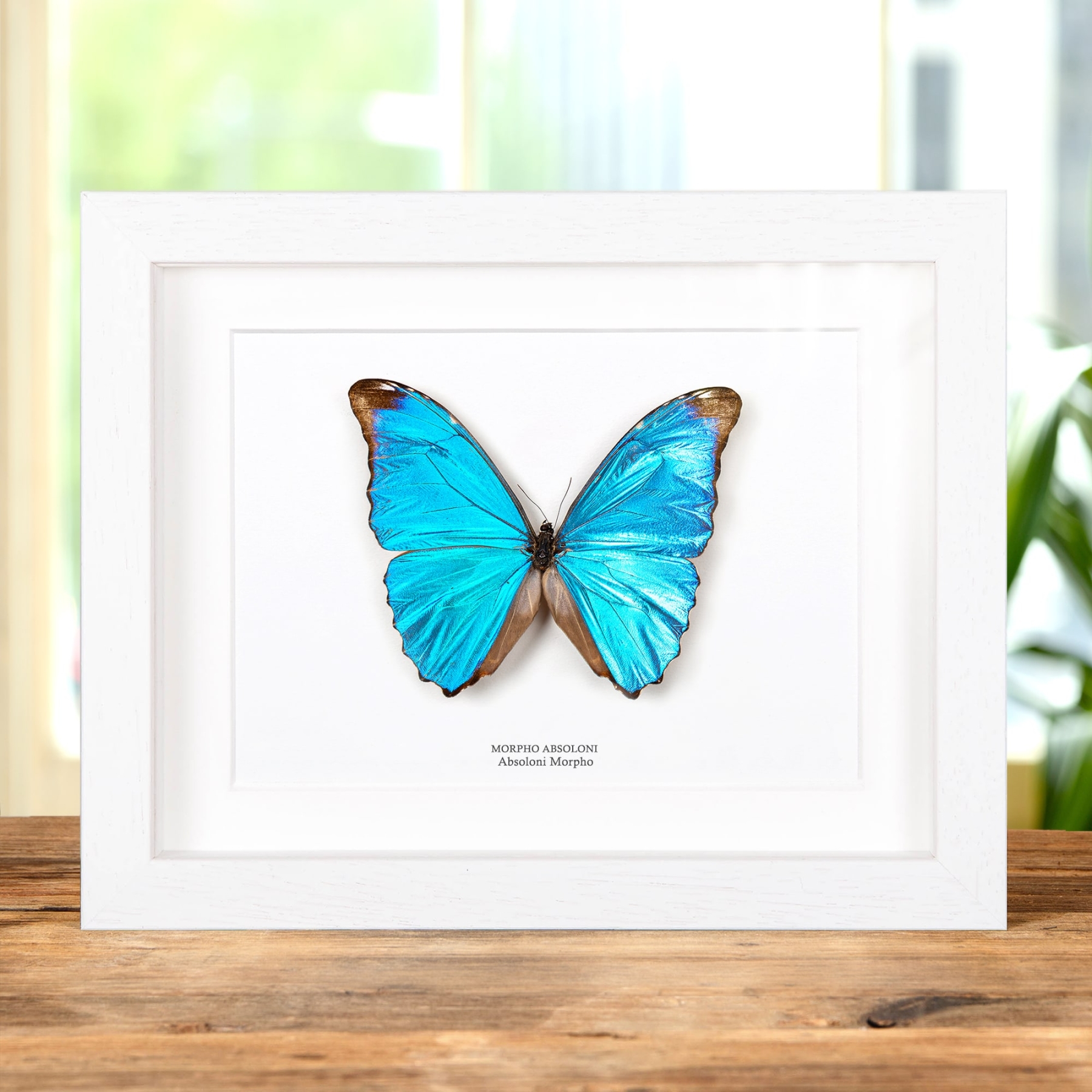 Absoloni Morpho Butterfly In Box Frame (Morpho absoloni) Absoloni Morpho Butterfly In Box Frame (Morpho absoloni)
