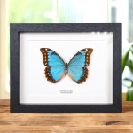 Minibeast Female Anaxibia Morpho Butterfly In Box Frame (Morpho anaxibia)