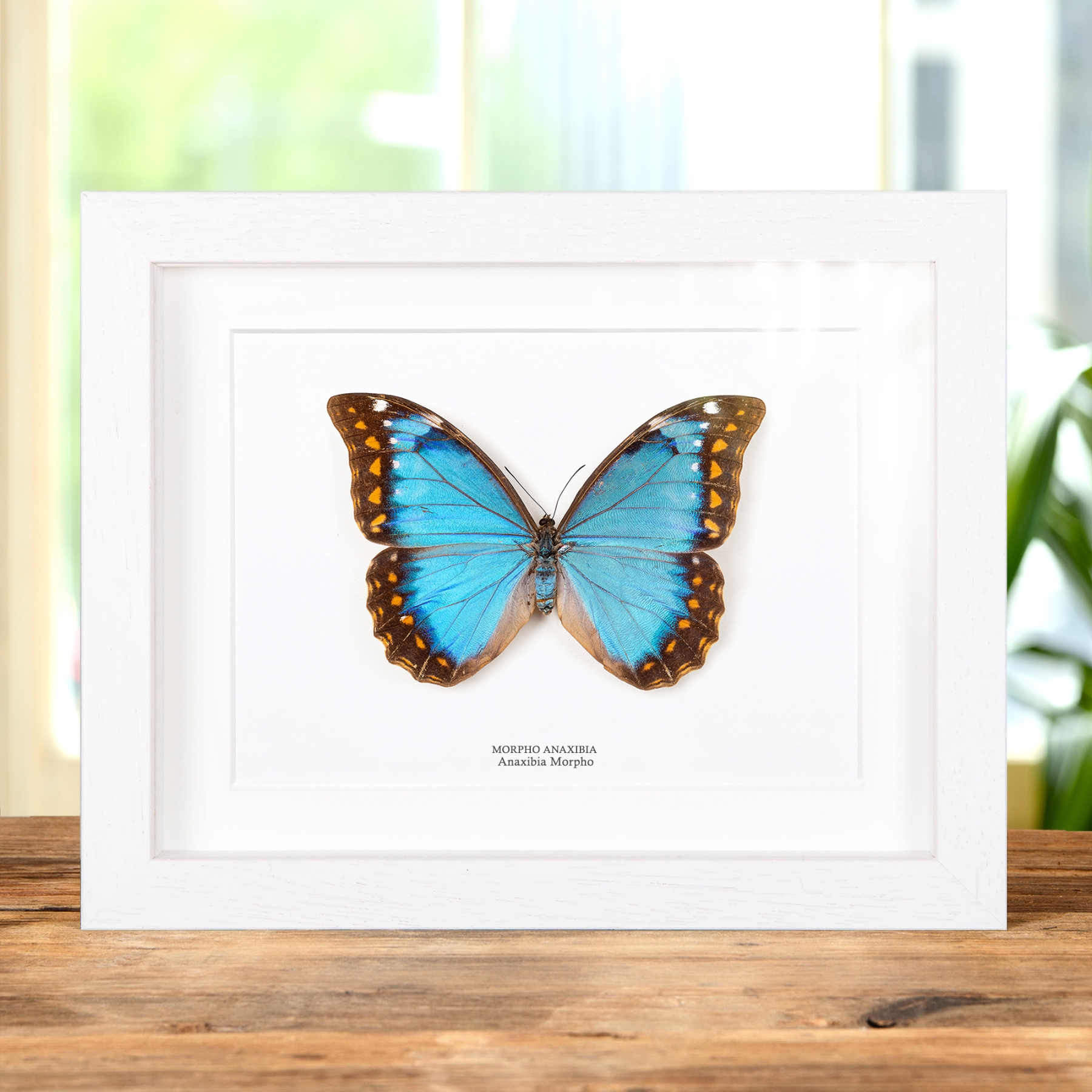 Female Anaxibia Morpho Butterfly In Box Frame (Morpho anaxibia)