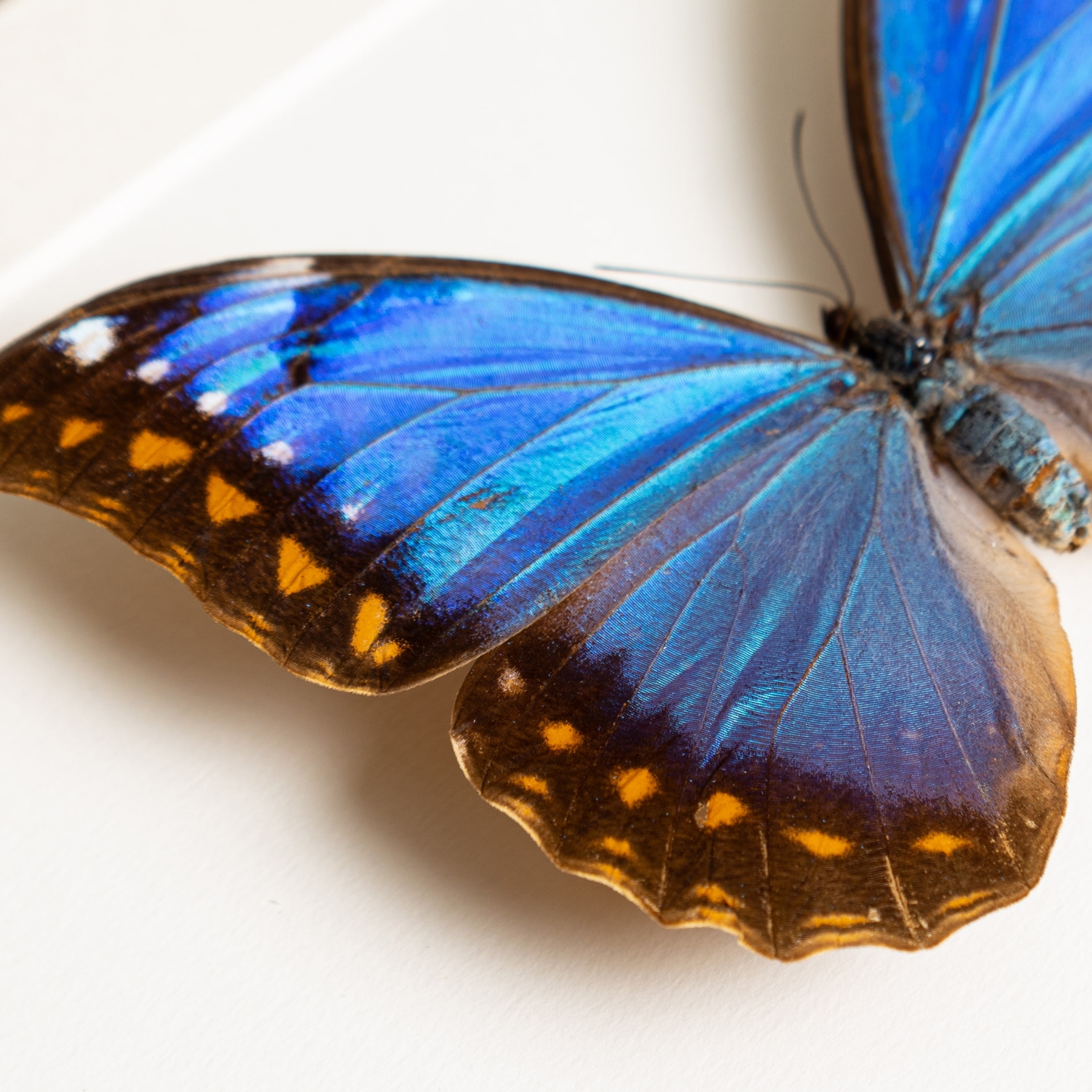 Female Anaxibia Morpho Butterfly In Box Frame (Morpho anaxibia)