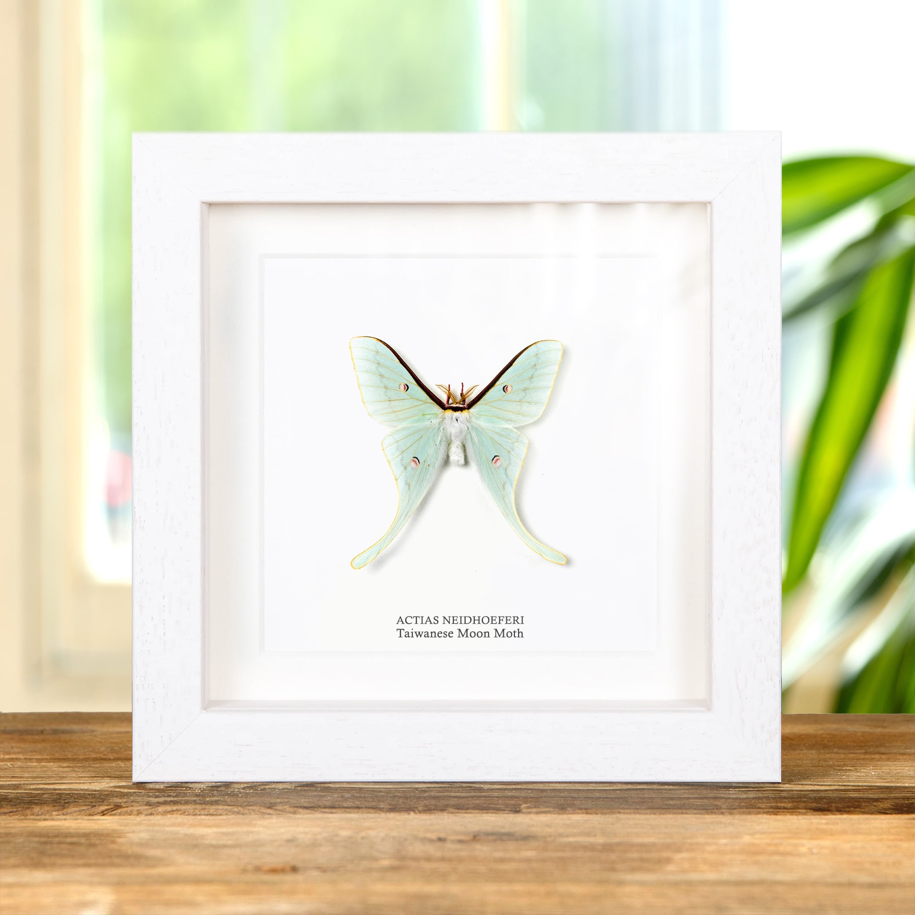 Worlds Smallest Actias Taiwanese Moon Moth In Box Frame (Actias neidhoeferi)