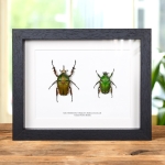Minibeast Green Flower Beetle Male & Female Pair In Box Frame (Mecynorrhina torquata immaculicollis)