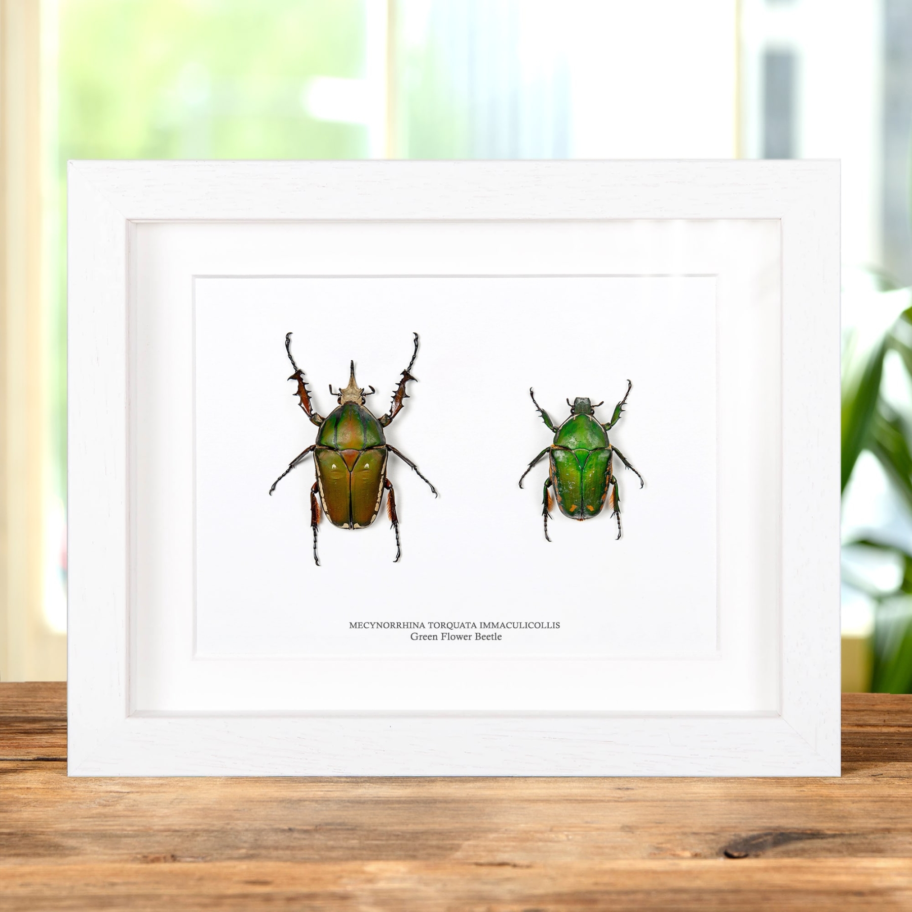 Green Flower Beetle Male & Female Pair In Box Frame (Mecynorrhina torquata immaculicollis)