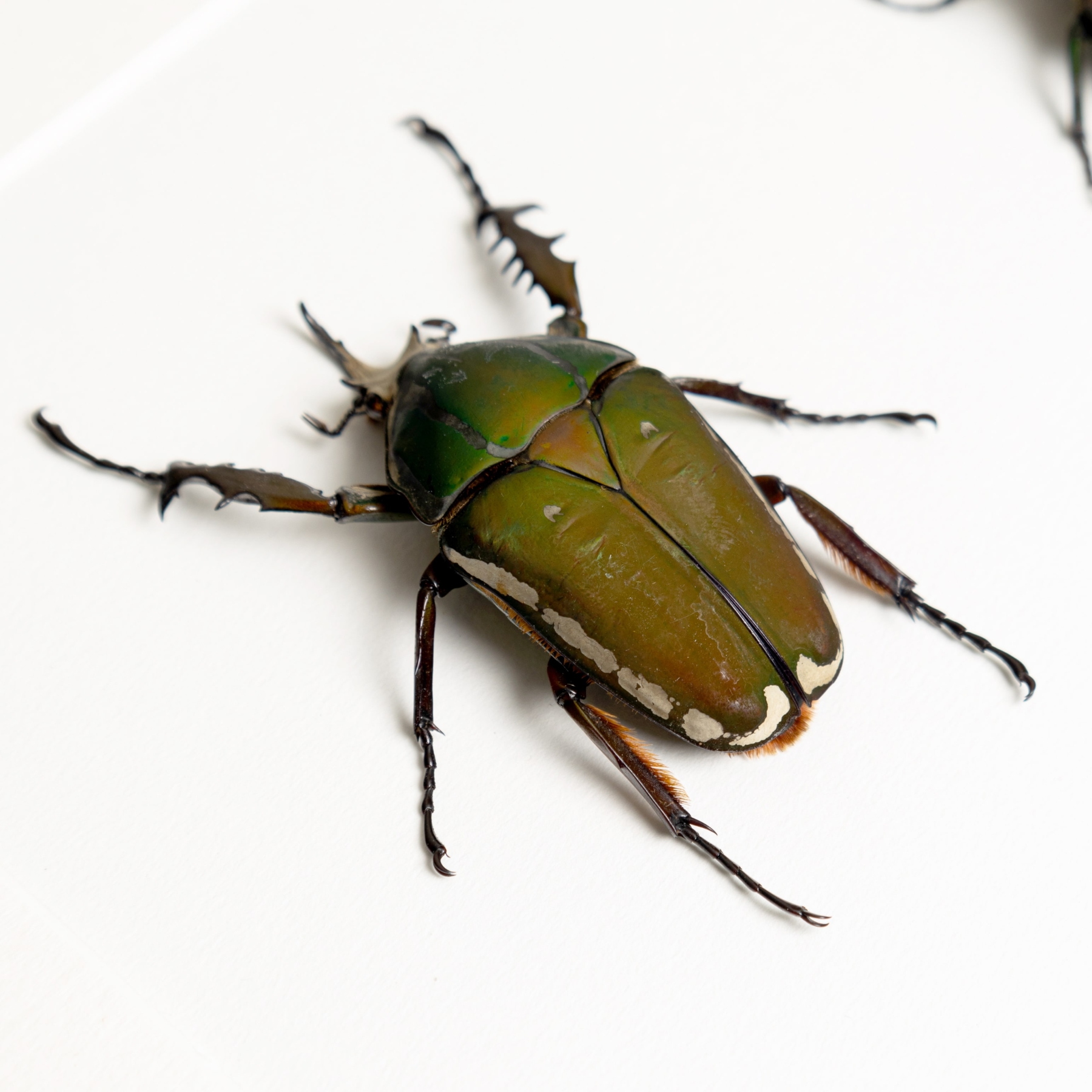 Green Flower Beetle Male & Female Pair In Box Frame (Mecynorrhina torquata immaculicollis)