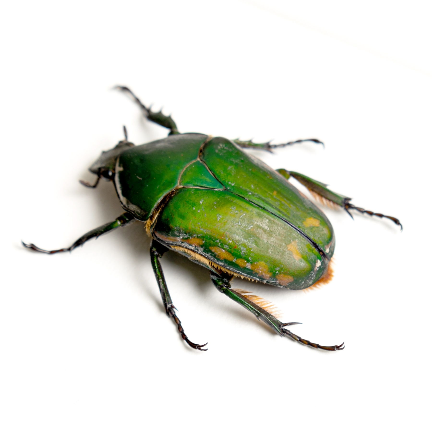 Green Flower Beetle Male & Female Pair In Box Frame (Mecynorrhina torquata immaculicollis)