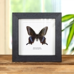 Very Rare Blue Alpine Spring Form In Box Frame (Papilio maackii) Minibeast Very Rare Blue Alpine Spring Form In Box Frame (Papilio maackii)