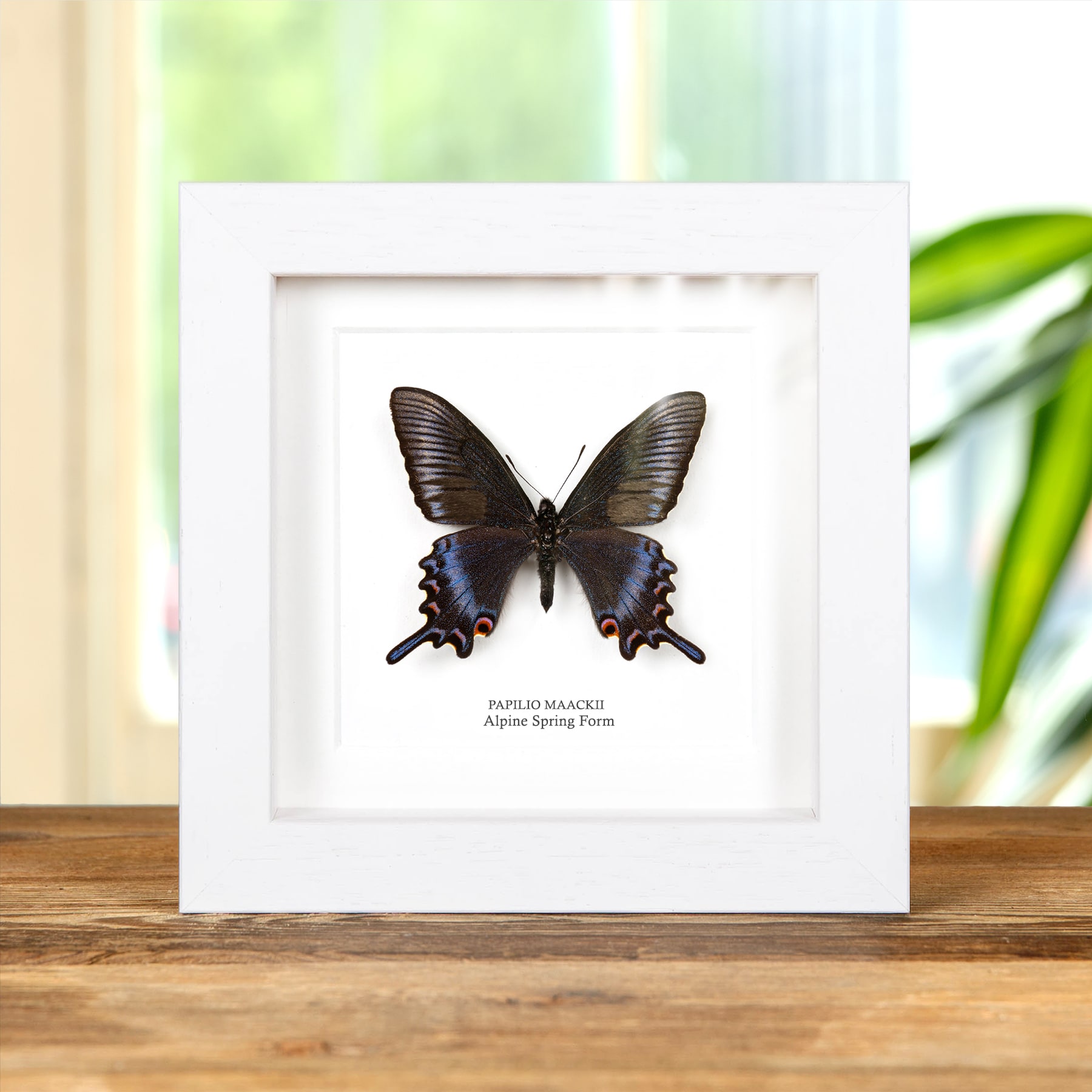 Very Rare Blue Alpine Spring Form In Box Frame (Papilio maackii) Very Rare Blue Alpine Spring Form In Box Frame (Papilio maackii)