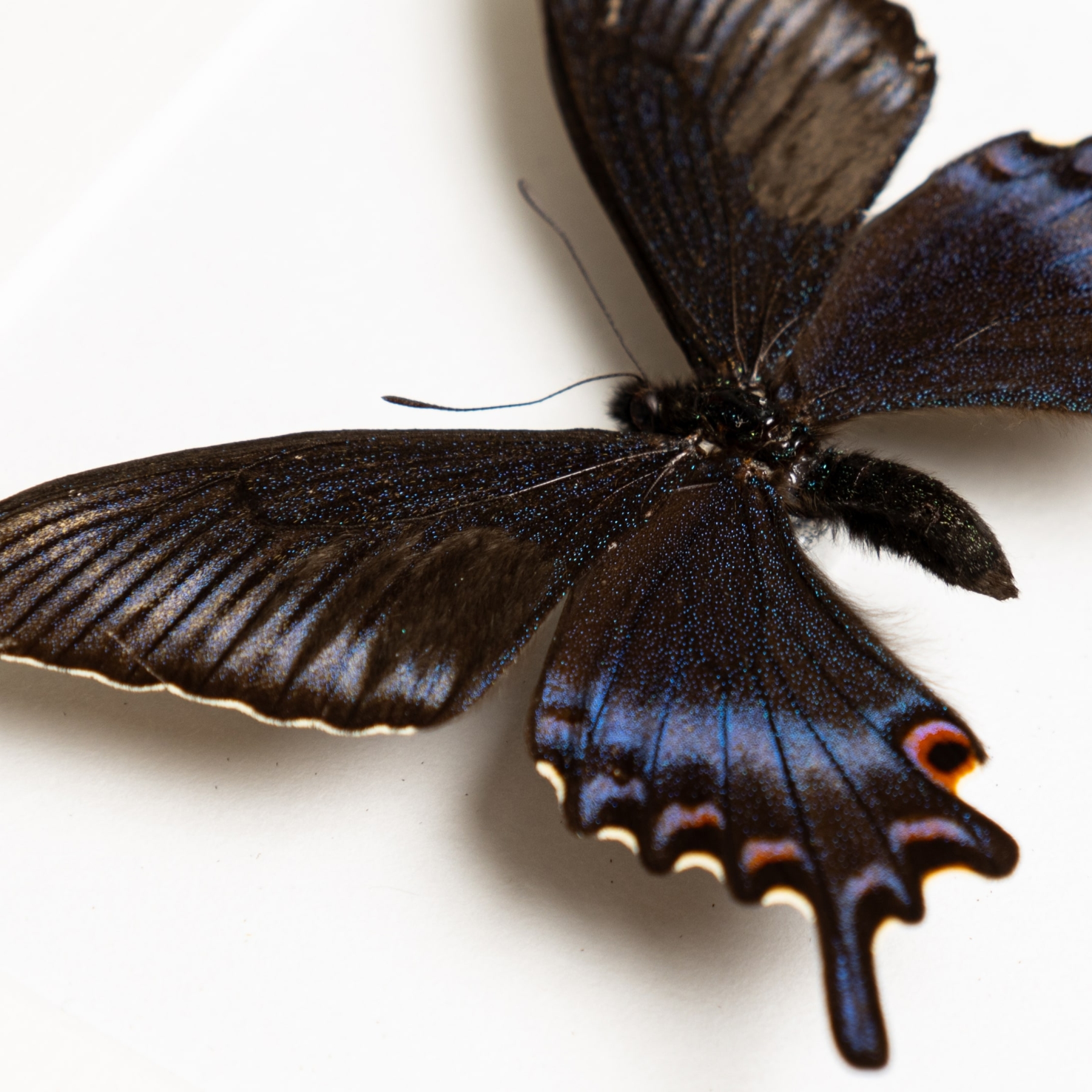 Very Rare Blue Alpine Spring Form In Box Frame (Papilio maackii) Very Rare Blue Alpine Spring Form In Box Frame (Papilio maackii)