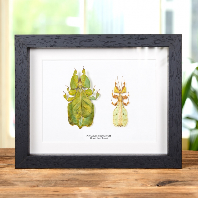 Gray's Leaf Insect Male & Female Pair In Box Frame (Phyllium bioculatum)