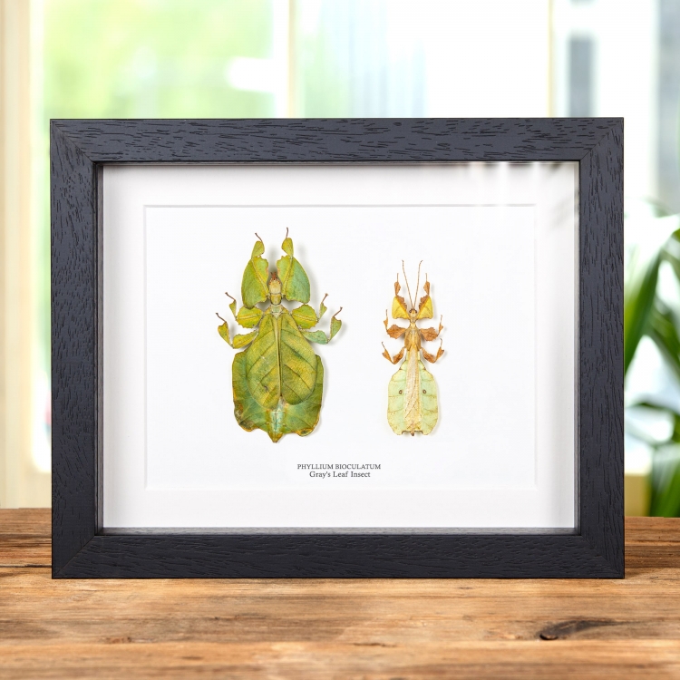 Gray's Leaf Insect Male & Female Pair In Box Frame (Phyllium bioculatum)