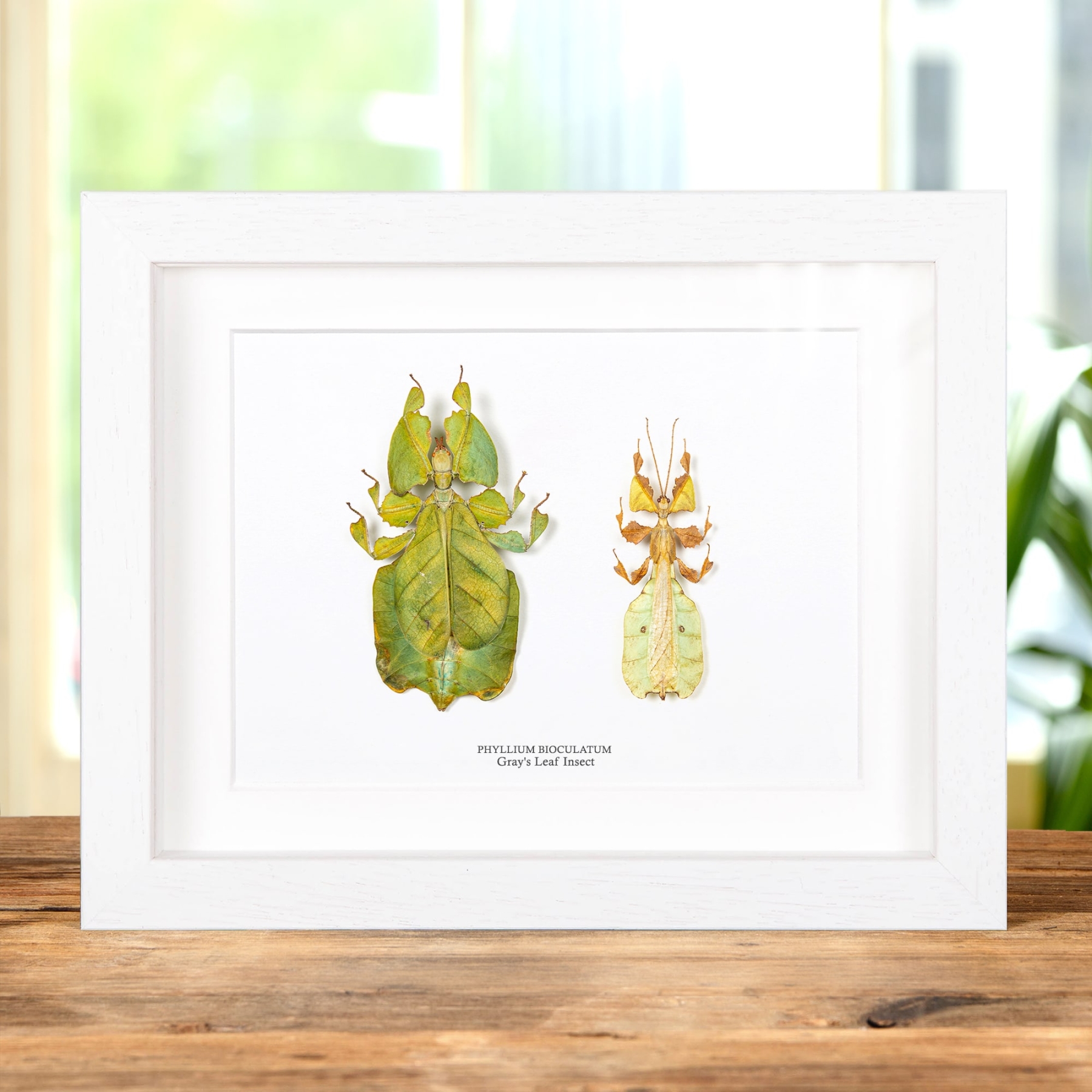 Gray's Leaf Insect Male & Female Pair In Box Frame (Phyllium bioculatum) Gray's Leaf Insect Male & Female Pair In Box Frame (Phyllium bioculatum)