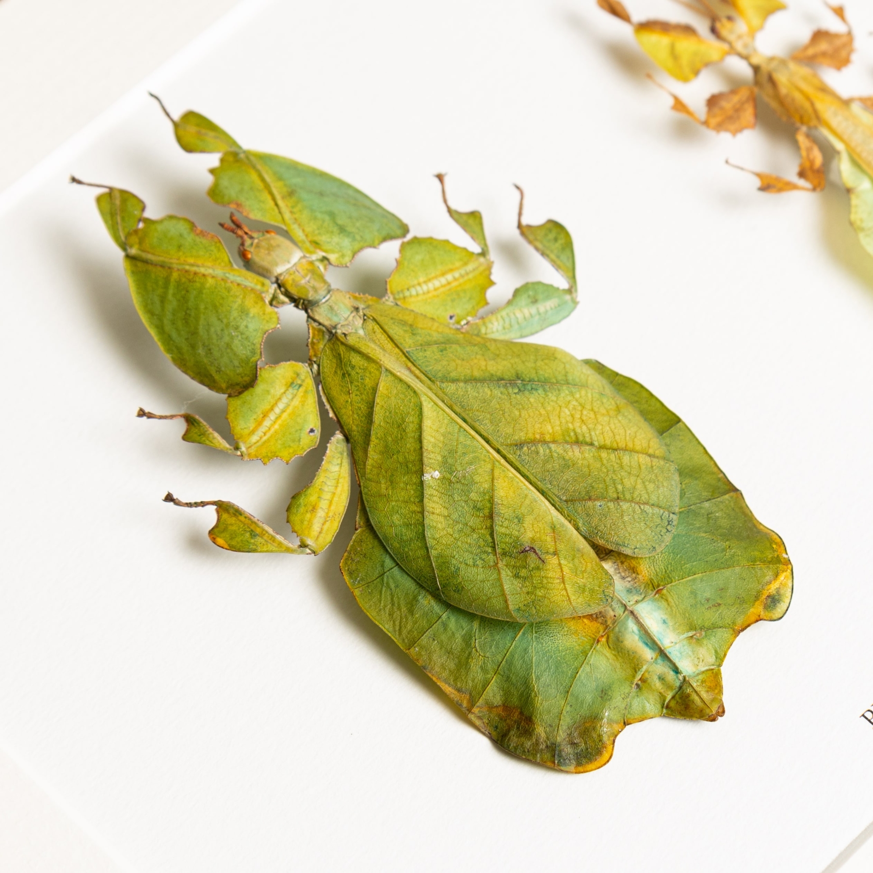 Gray's Leaf Insect Male & Female Pair In Box Frame (Phyllium bioculatum) Gray's Leaf Insect Male & Female Pair In Box Frame (Phyllium bioculatum)