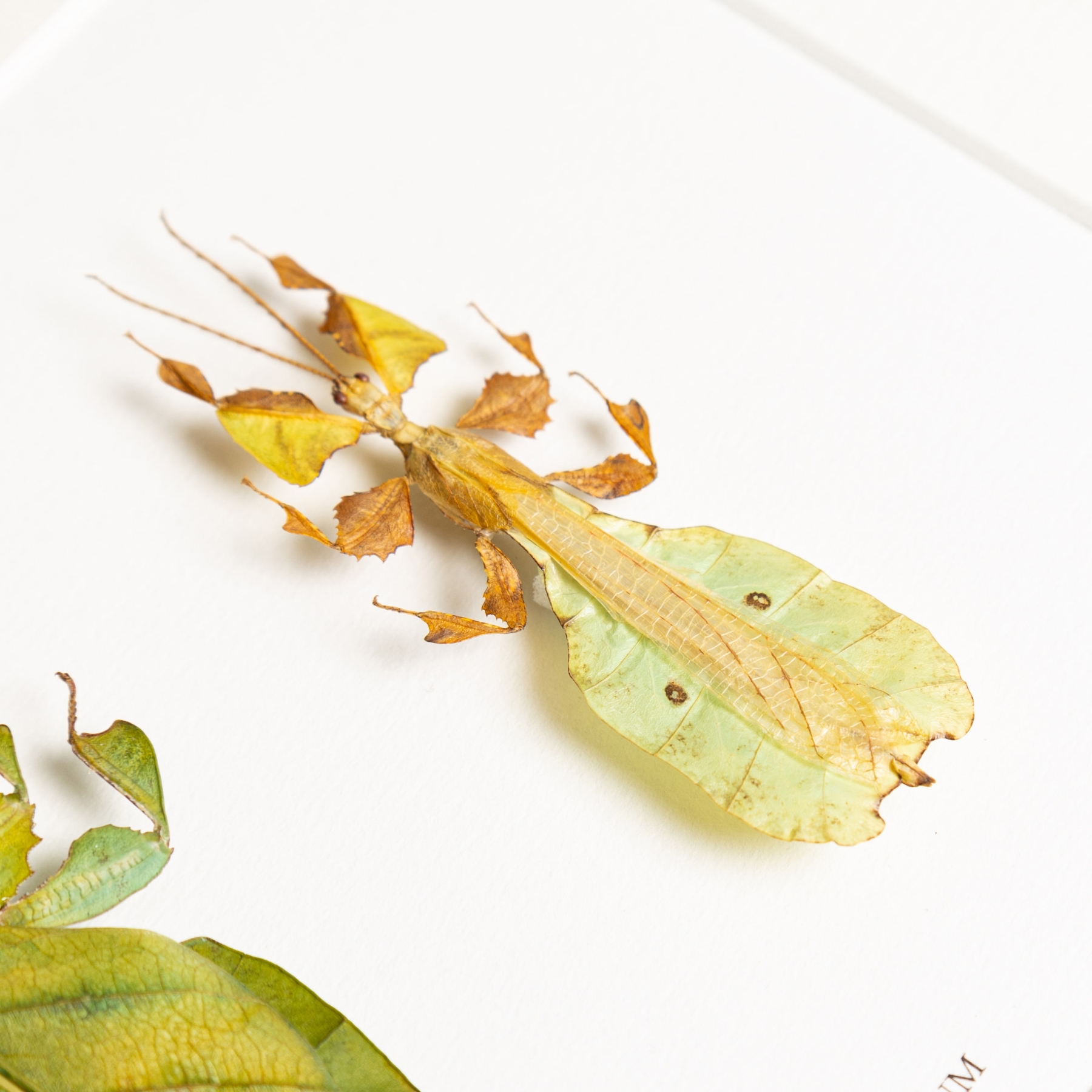 Gray's Leaf Insect Male & Female Pair In Box Frame (Phyllium bioculatum) Gray's Leaf Insect Male & Female Pair In Box Frame (Phyllium bioculatum)