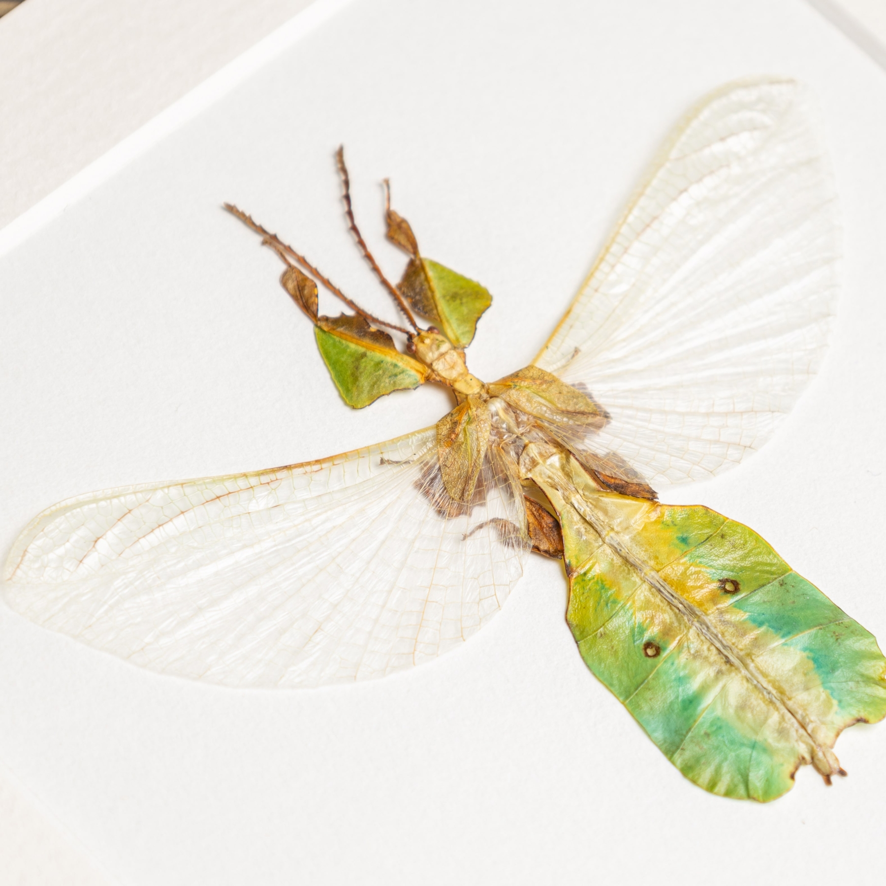 Female Gray's Leaf Insect with Wings Spread In Box Frame (Phyllium bioculatum)