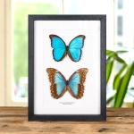 Minibeast Giant Blue Morpho Butterfly Male & Female Pair In Box Frame (Morpho menelaus alexandrovna)