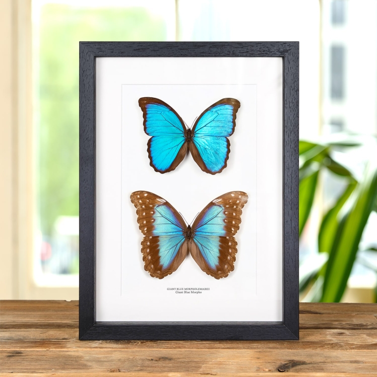 Giant Blue Morpho Butterfly Male & Female Pair In Box Frame (Morpho menelaus alexandrovna