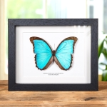 Minibeast Giant Blue Morpho Butterfly In Box Frame (Morpho menelaus alexandrovna)