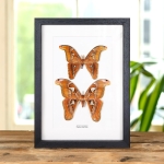 Minibeast Filipino Atlas Moth Male & Female Pair In Box Frame (Attacus lemairei)