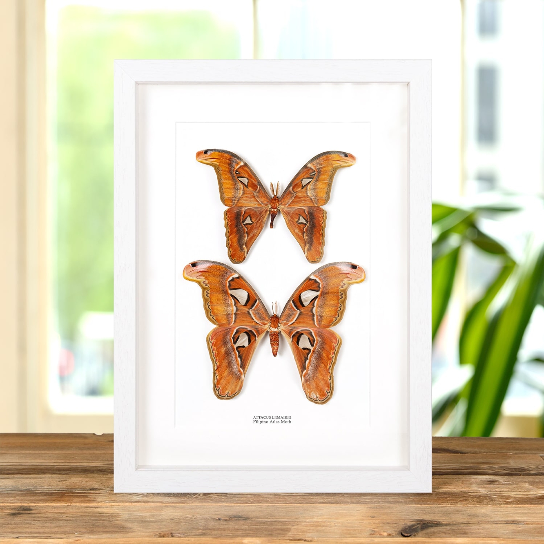 Filipino Atlas Moth Male & Female Pair In Box Frame (Attacus lemairei)