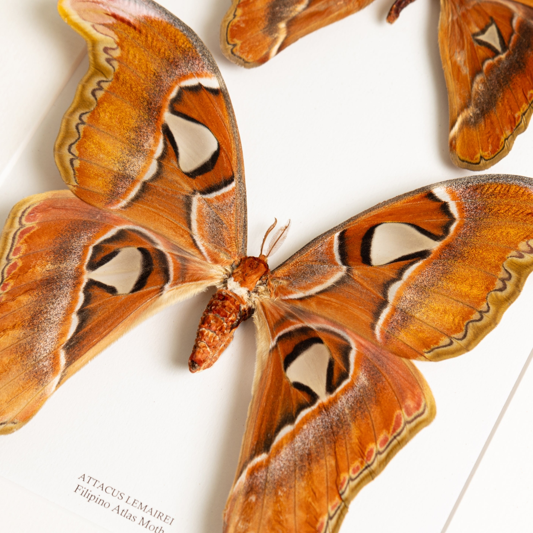 Filipino Atlas Moth Male & Female Pair In Box Frame (Attacus lemairei)