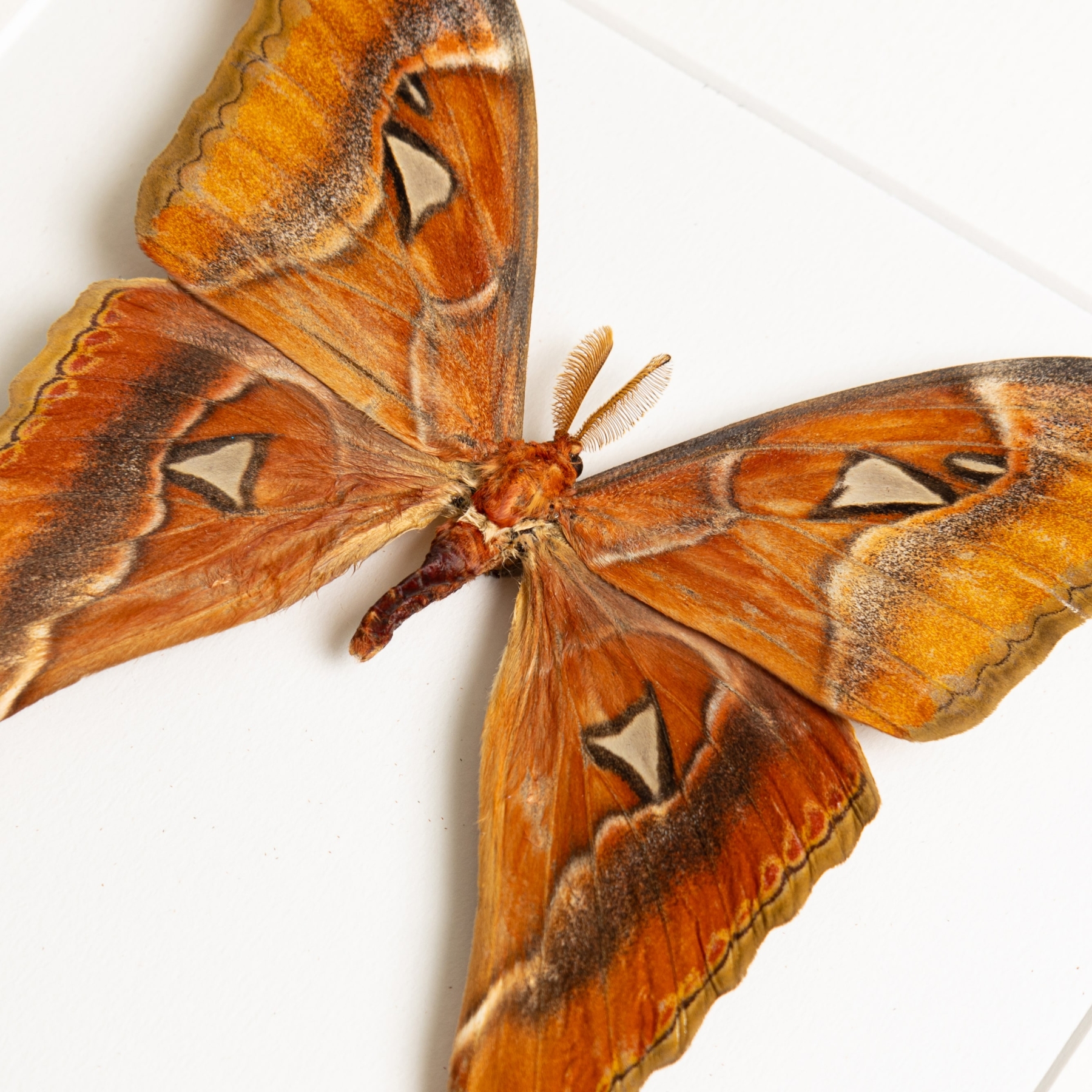 Filipino Atlas Moth Male & Female Pair In Box Frame (Attacus lemairei)