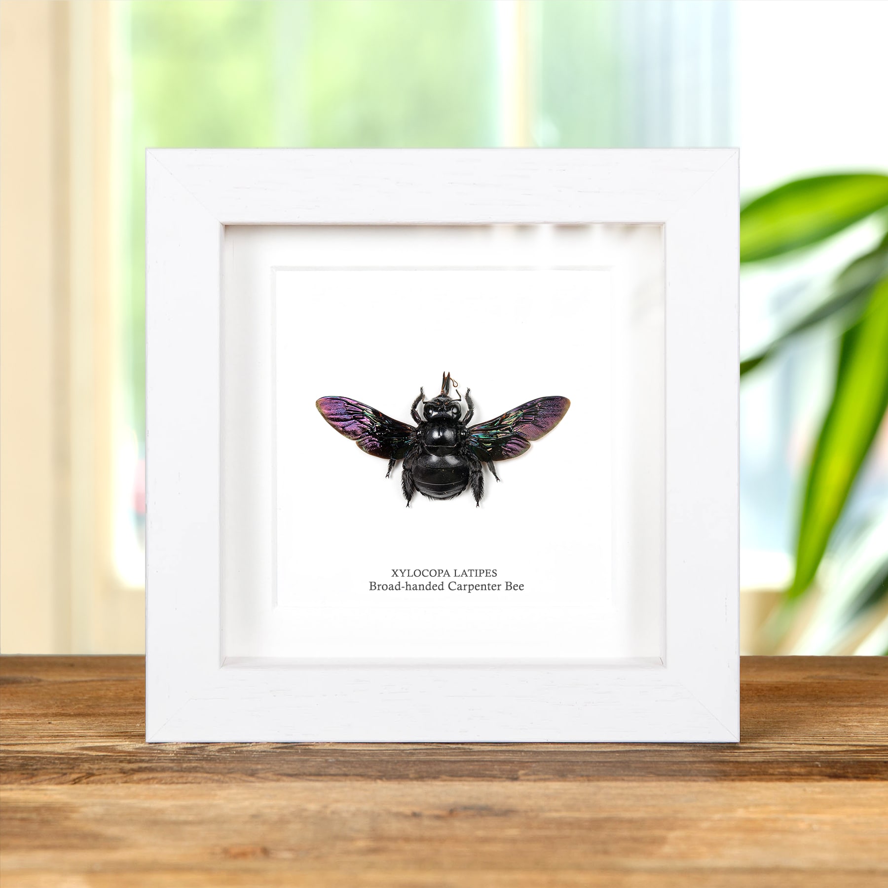 Broad-handed Carpenter Bee In Box Frame (Xylocopa latipes)