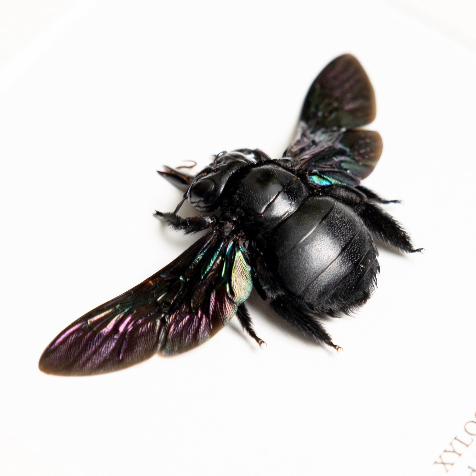 Broad-handed Carpenter Bee In Box Frame (Xylocopa latipes)