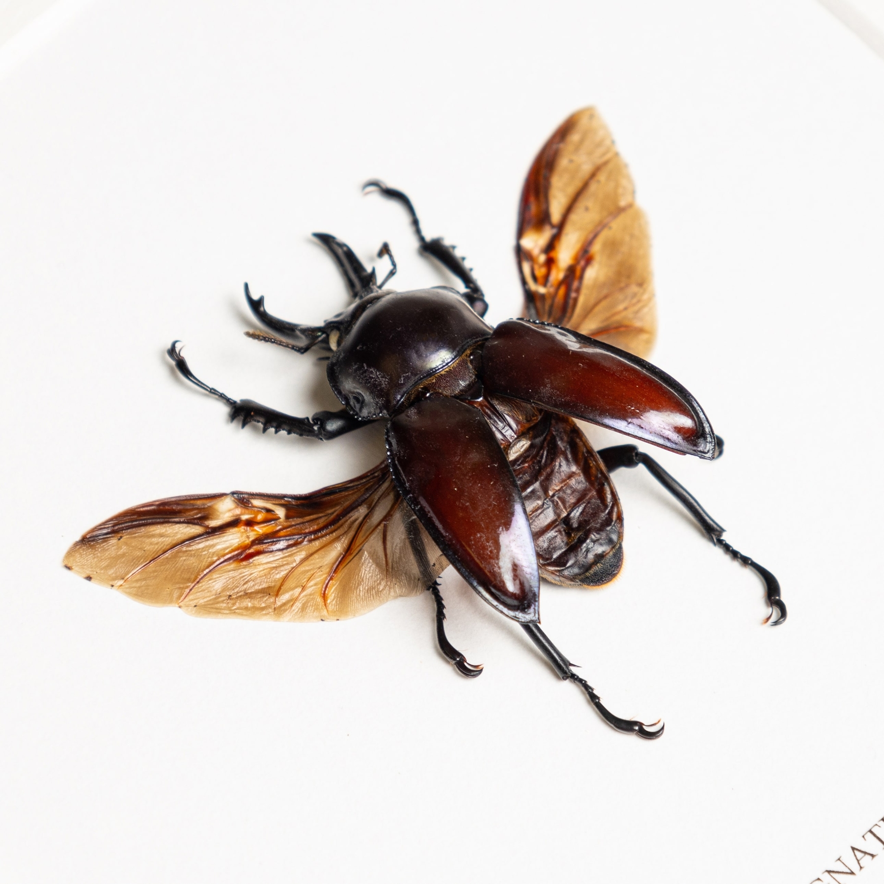 Rainbow Stag Beetle Purple-form, 43-50mm In Box Frame (Phalacrognathus muelleri)