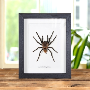 Mexican Red Rump Tarantula In Box Frame (Brachypelma vagans)