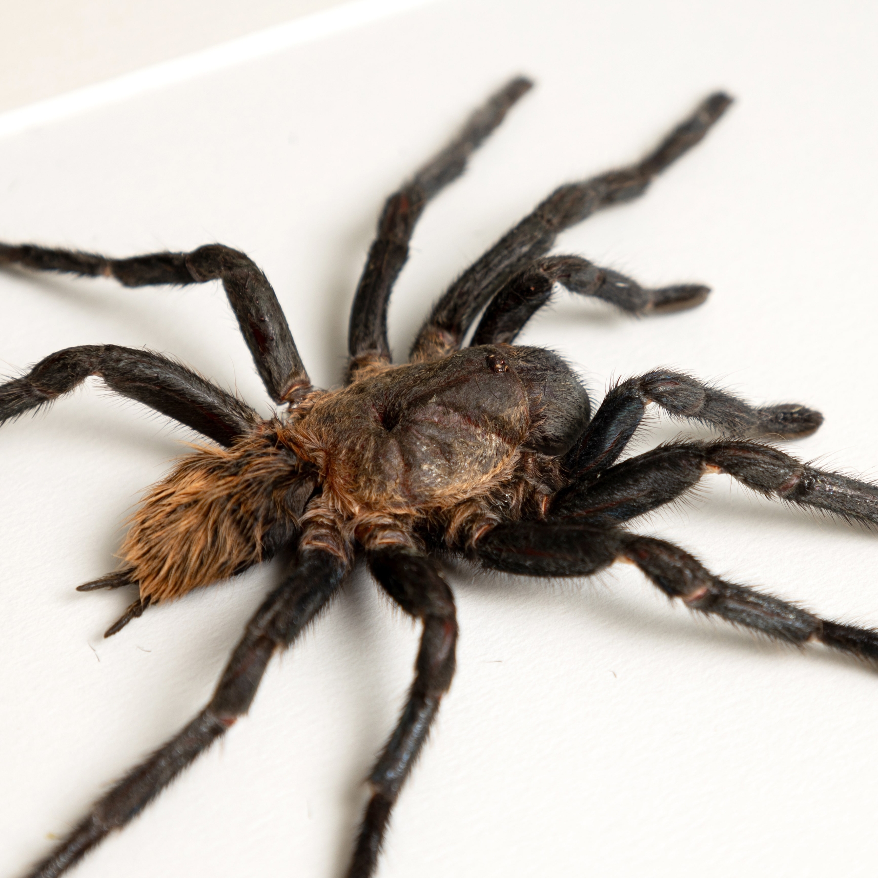 Mexican Red Rump Tarantula In Box Frame (Brachypelma vagans)