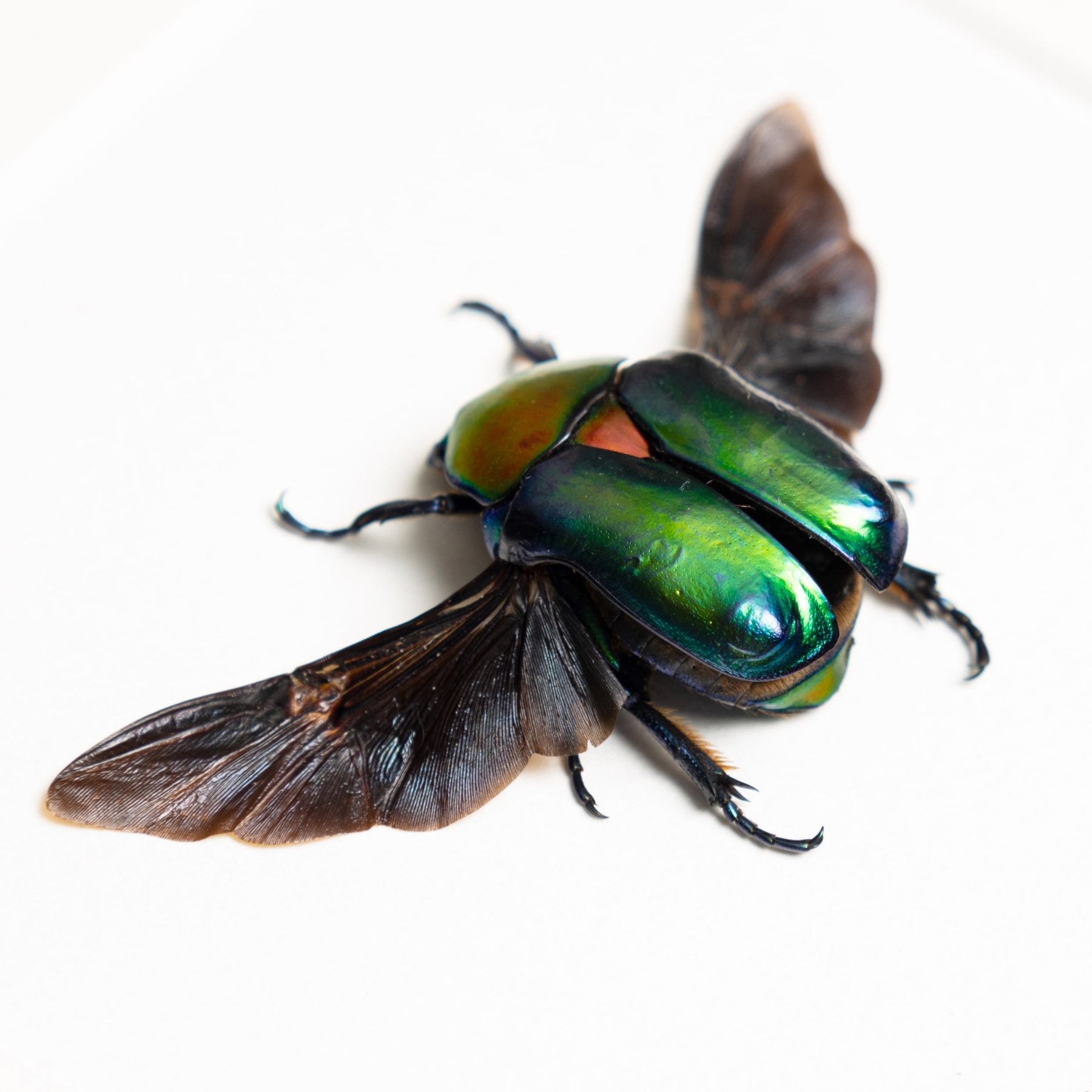Turkish Flower Beetle In Box Frame (Cetonischema speciosa jousselini)
