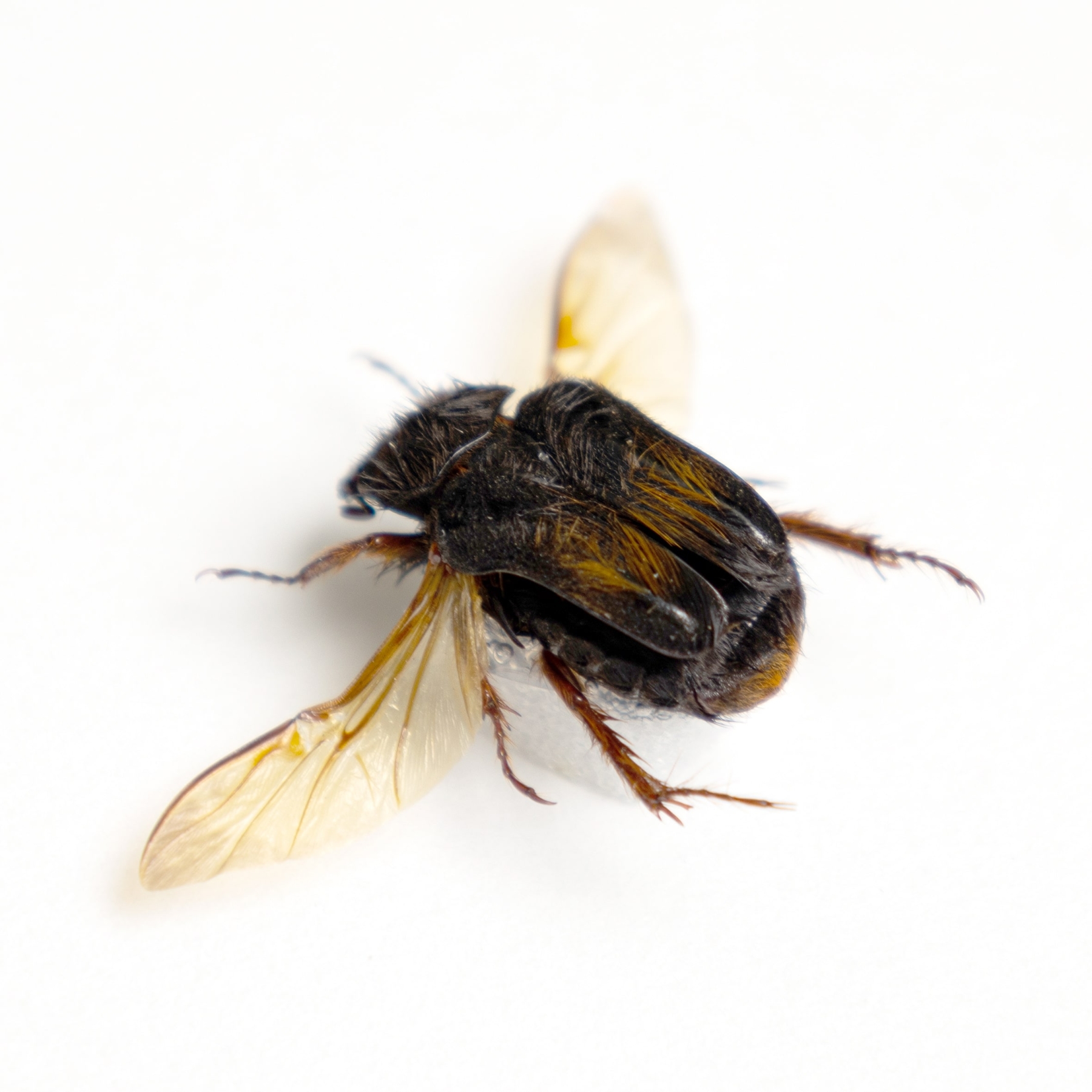 Bombodes ursus Beetle In Box Frame from Thailand