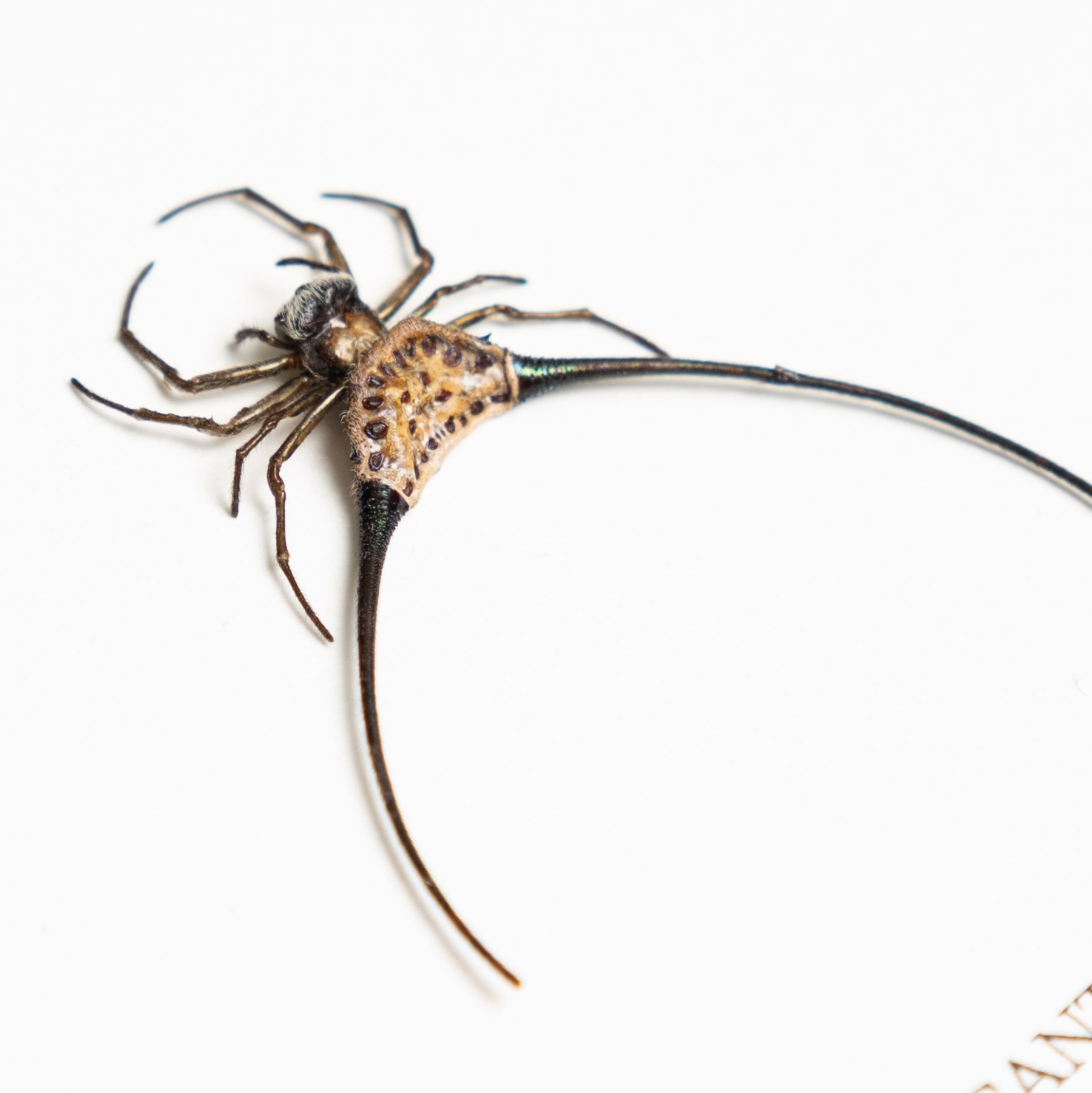 Asian Orb-weaver Spiders In Box Frame (Macracantha arcuata)