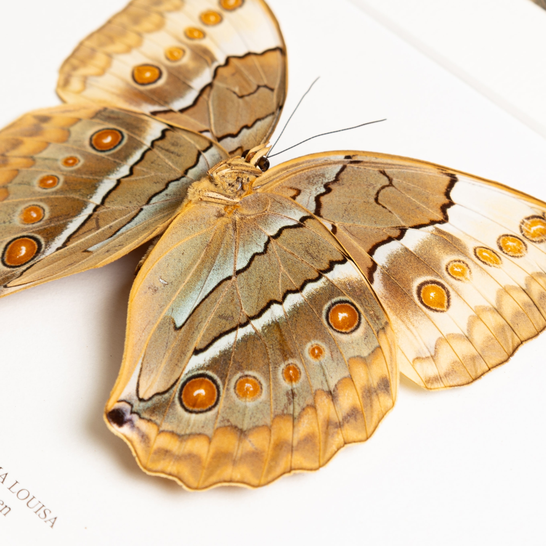 The Jungle Queen Ventral Side Butterfly In Box Frame (Stichophthalma louisa)