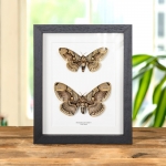 Minibeast Owl Moth Male & Female Pair In Box Frame (Brahmaea hearseyi)
