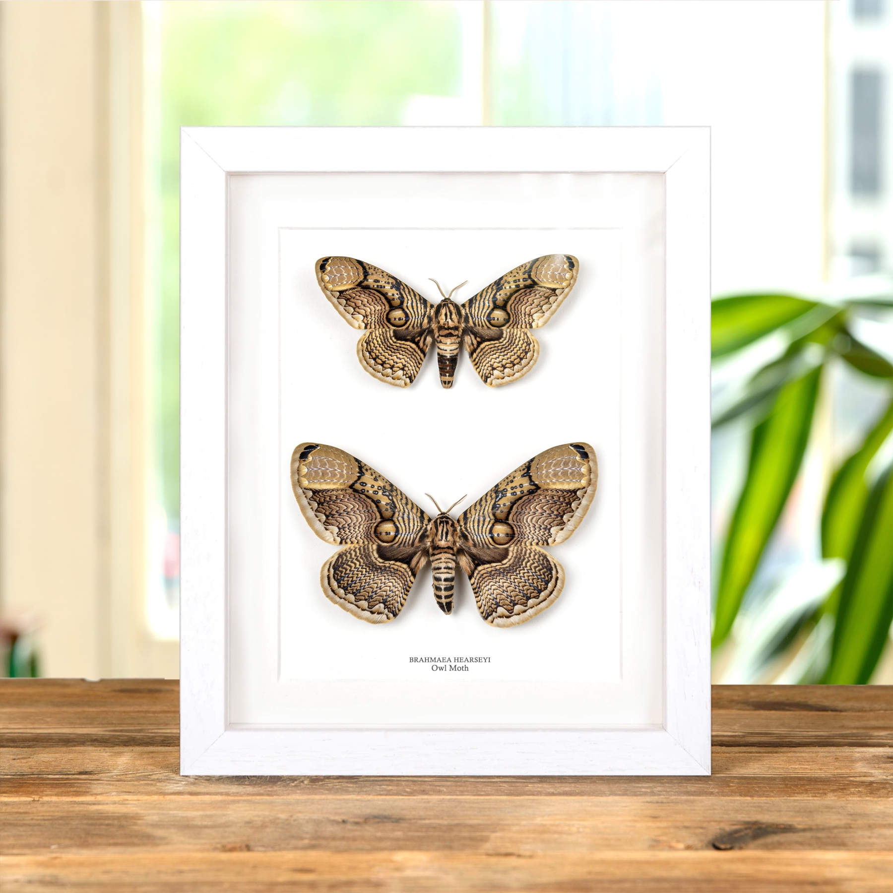 Owl Moth Male & Female Pair In Box Frame (Brahmaea hearseyi)