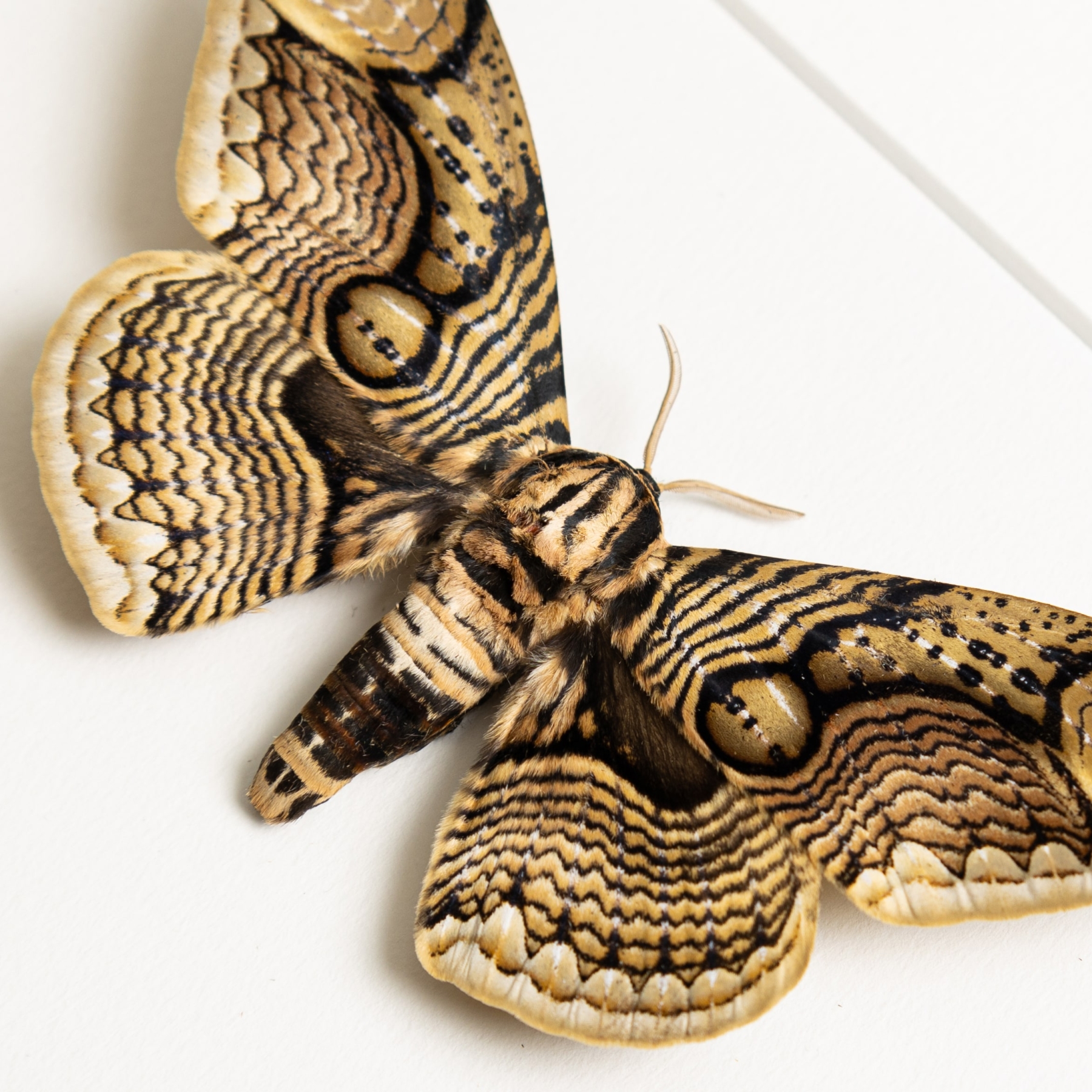 Owl Moth Male & Female Pair In Box Frame (Brahmaea hearseyi)