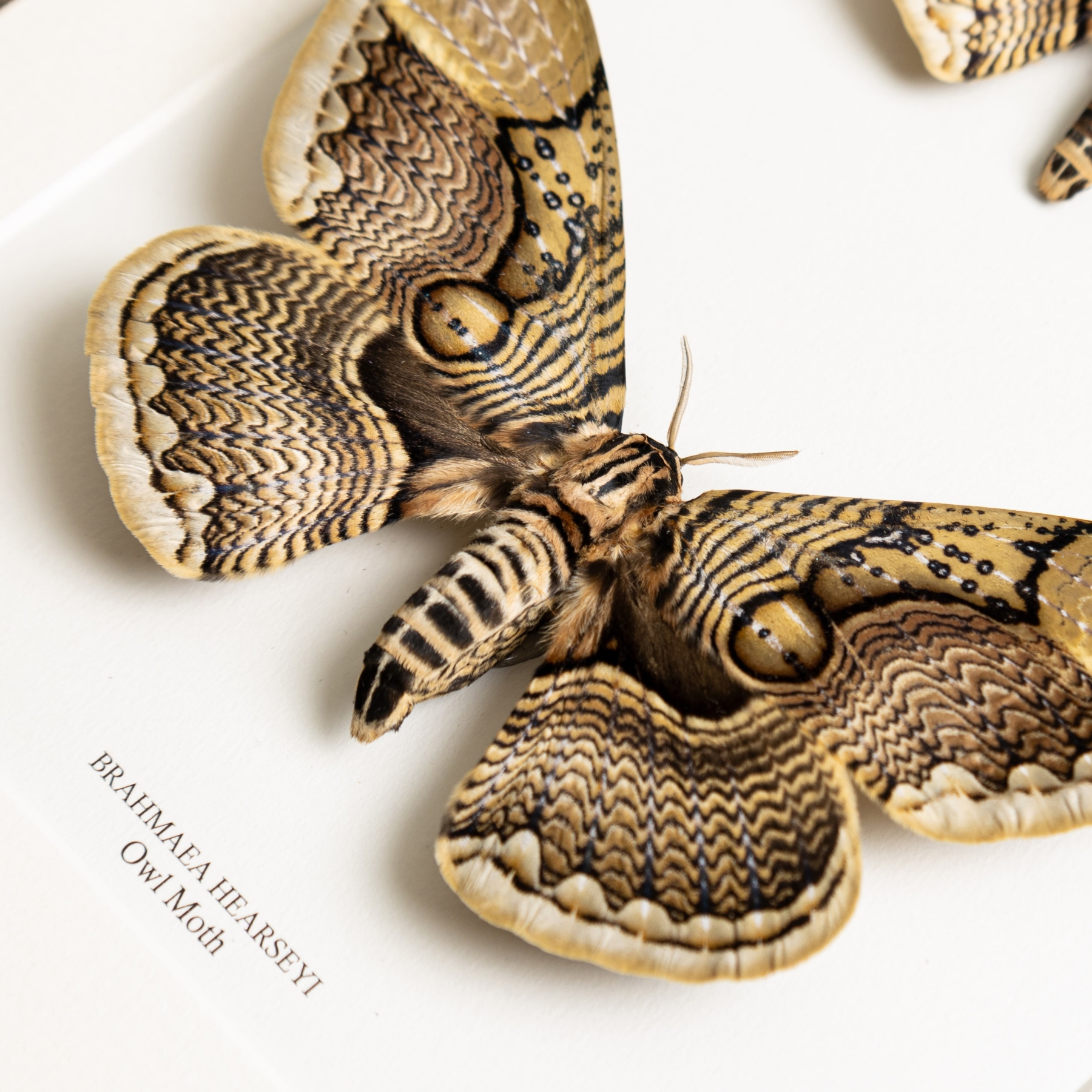 Owl Moth Male & Female Pair In Box Frame (Brahmaea hearseyi)