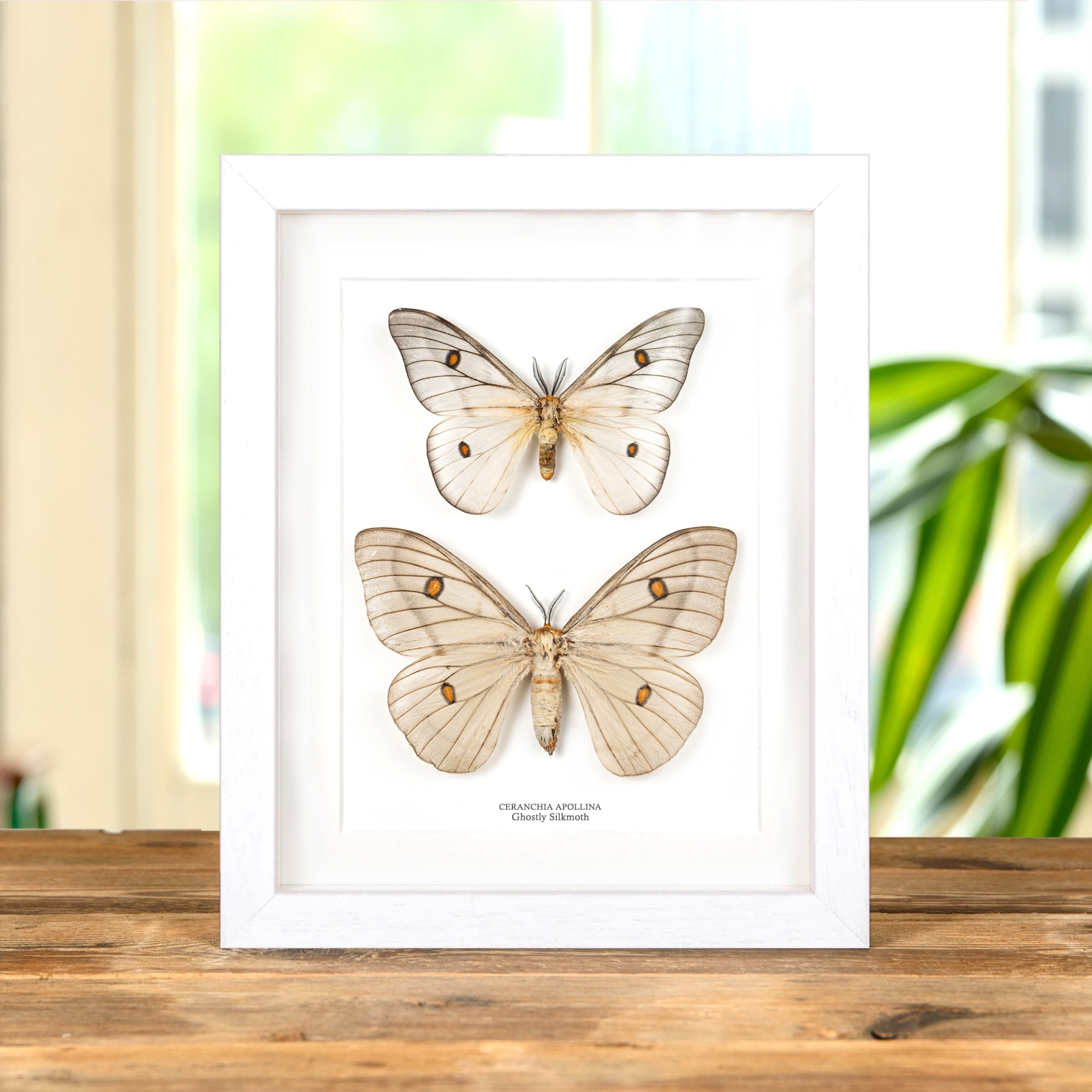 Ghostly SilkMoth Male & Female Pair In Box Frame (Ceranchia apollina)