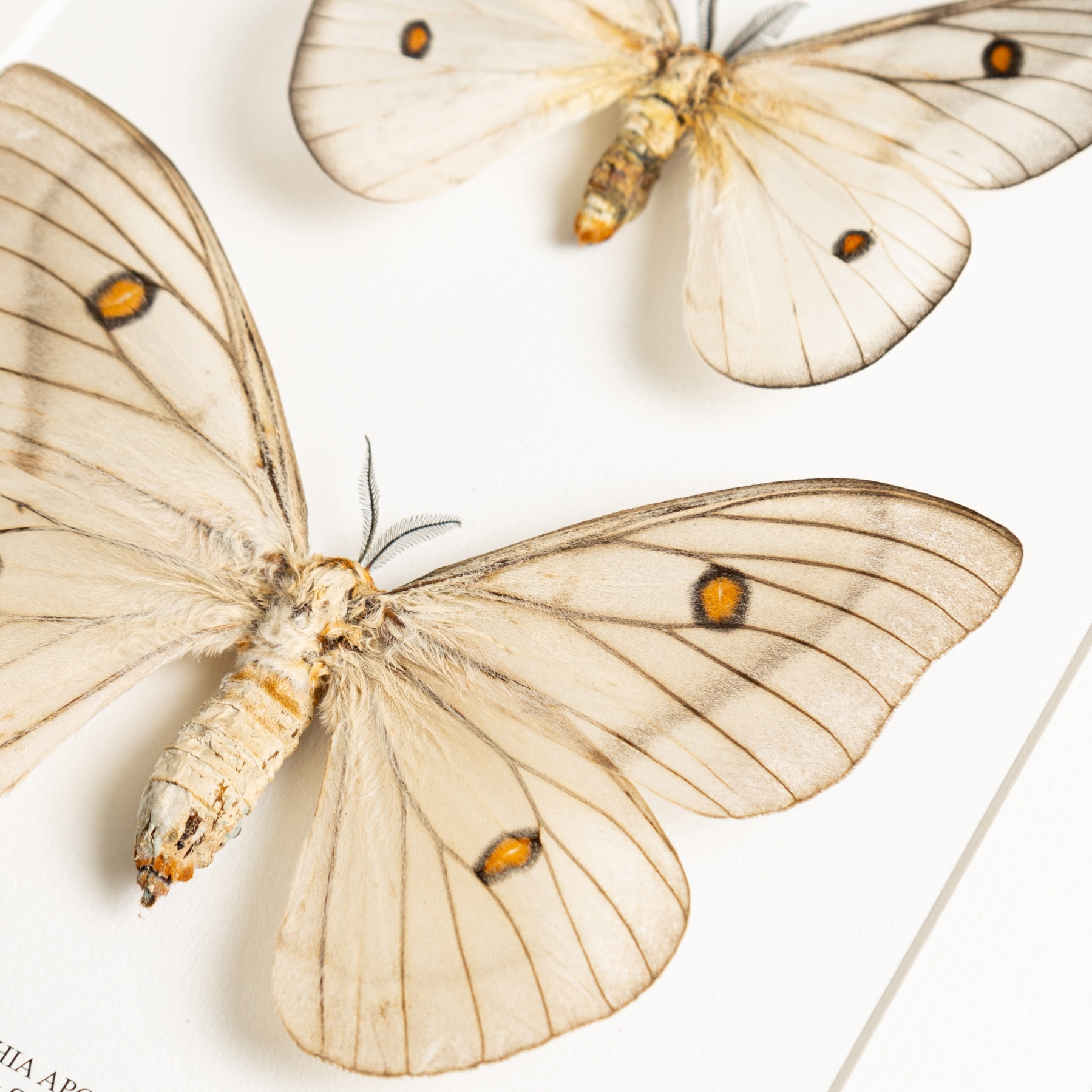 Ghostly SilkMoth Male & Female Pair In Box Frame (Ceranchia apollina)