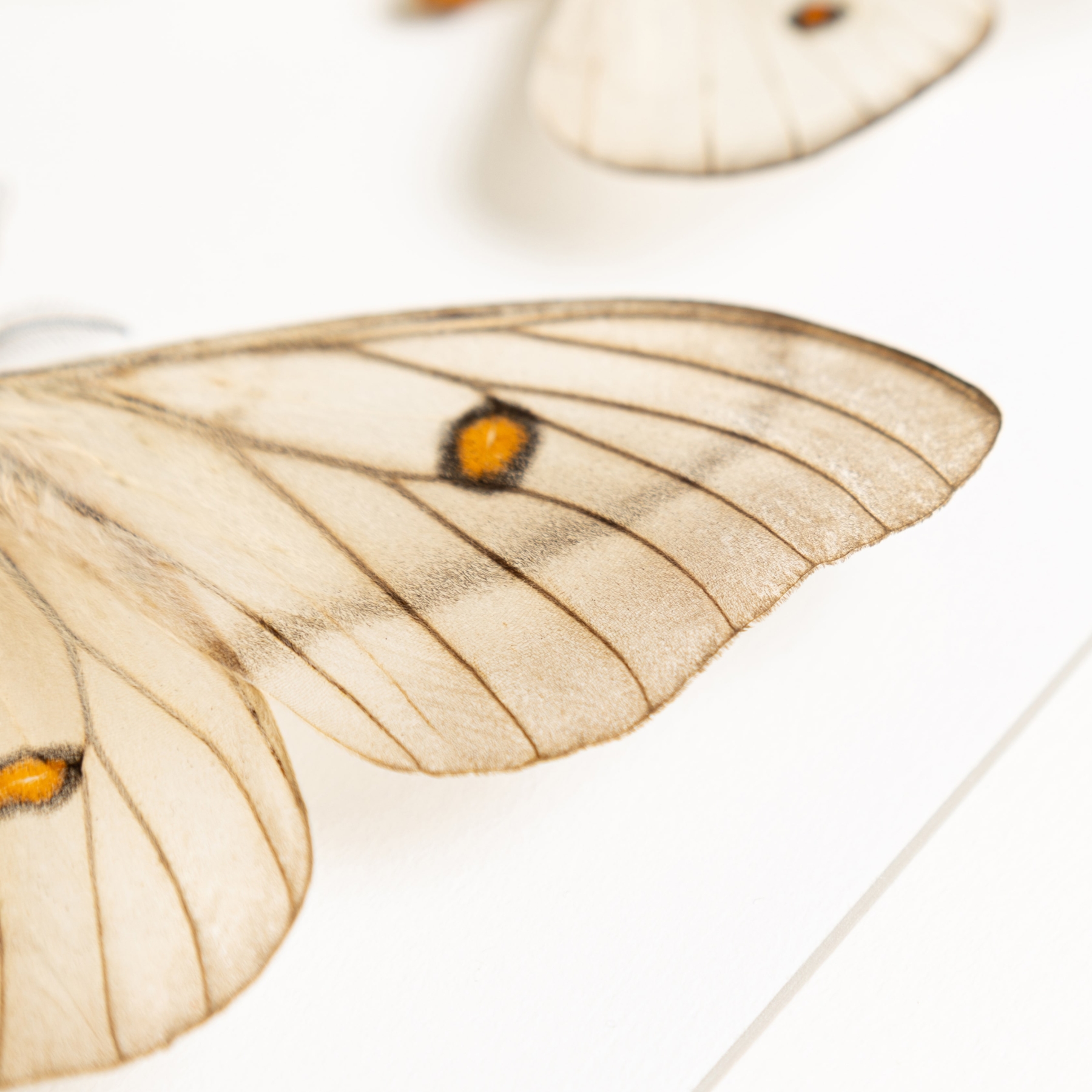 Ghostly SilkMoth Male & Female Pair In Box Frame (Ceranchia apollina)