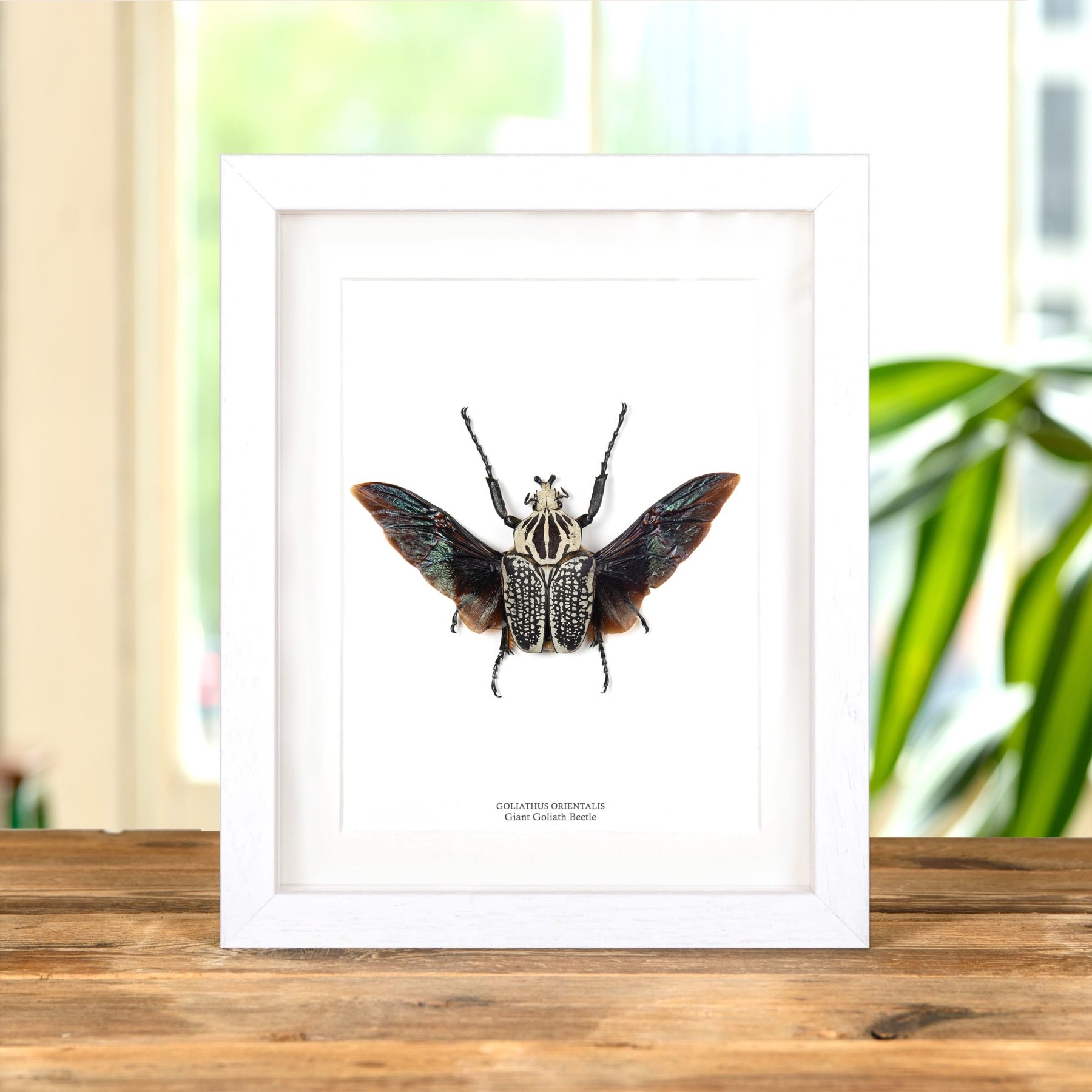 Minibeast Giant Goliath Beetle 40-50mm In Box Frame (Goliathus orientalis)