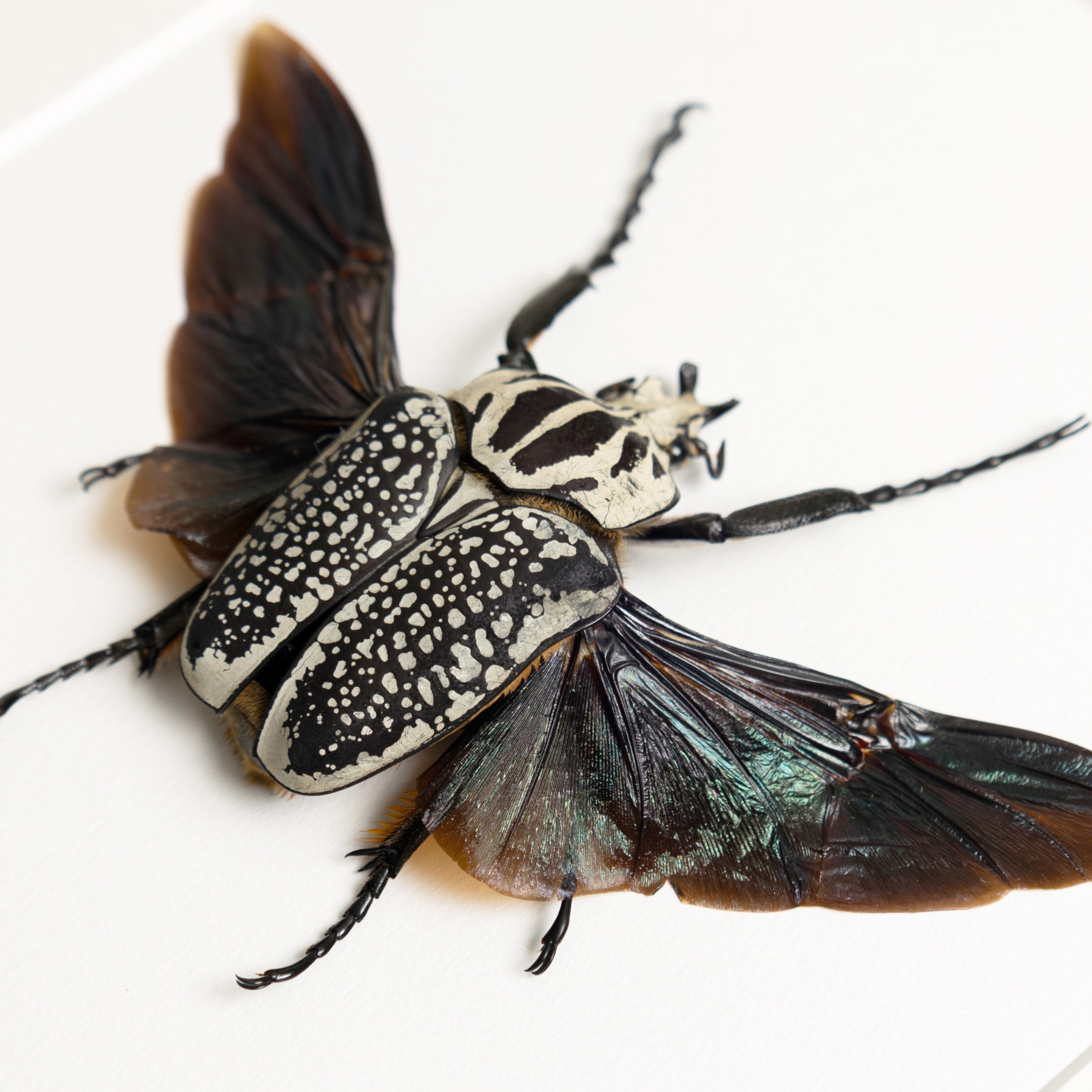 Minibeast Giant Goliath Beetle 40-50mm In Box Frame (Goliathus orientalis)