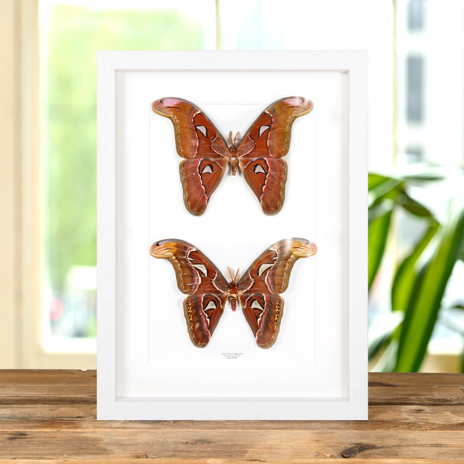 Attacus lorquini & Attacus atlas Moth Taxidermy Frame