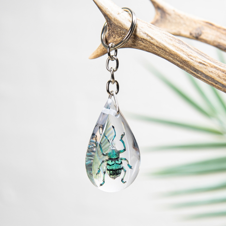 Blue Weevil Beetle Keyring In Resin (Eupholus sp)